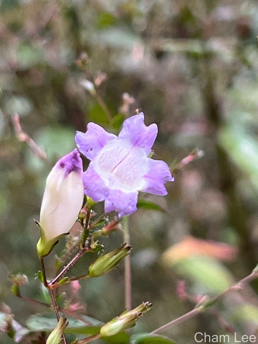 Strobilanthes helicoides T.Anderson